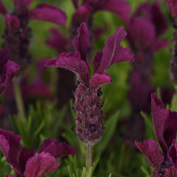 Lavandula stoechas Anouk Burgundy - Bloom