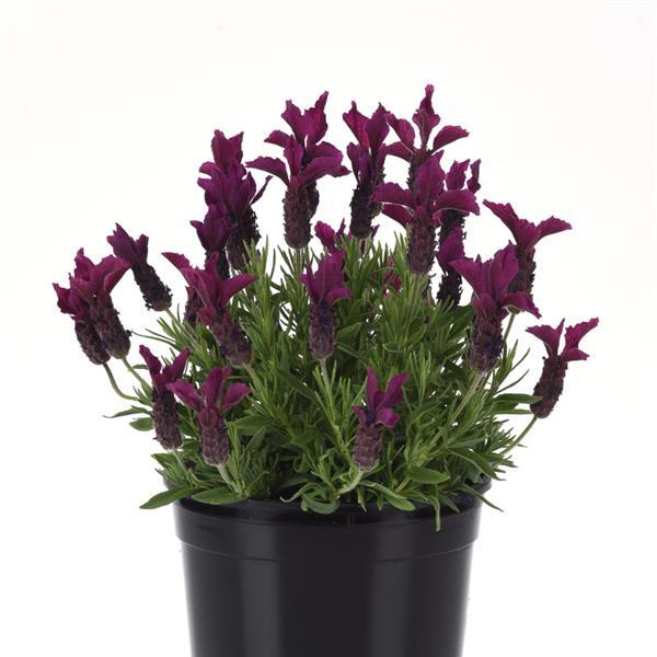 Lavandula stoechas Anouk Burgundy - Container