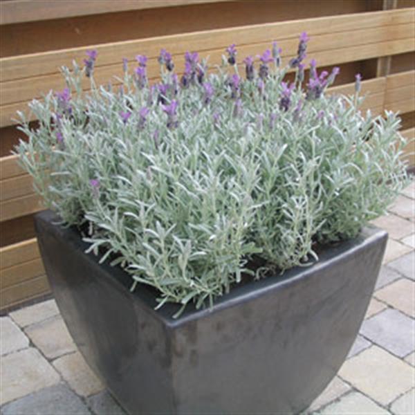 Lavandula stoechas Silver Anouk - Container