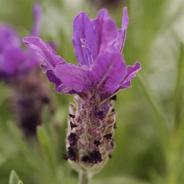 Lavandula stoechas Double Anouk - Bloom