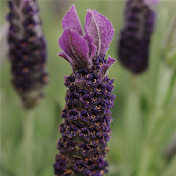 Lavandula stoechas Anouk Supreme - Bloom