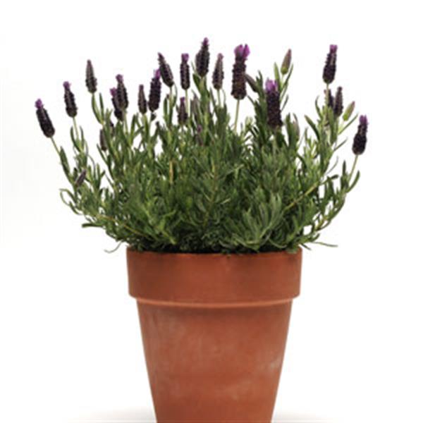 Lavandula stoechas Anouk Supreme - Container
