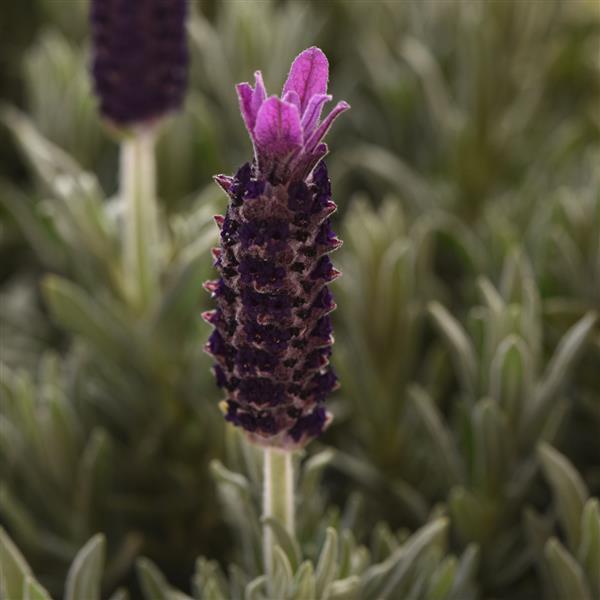 Lavandula stoechas Anouk Purple Flare - Bloom