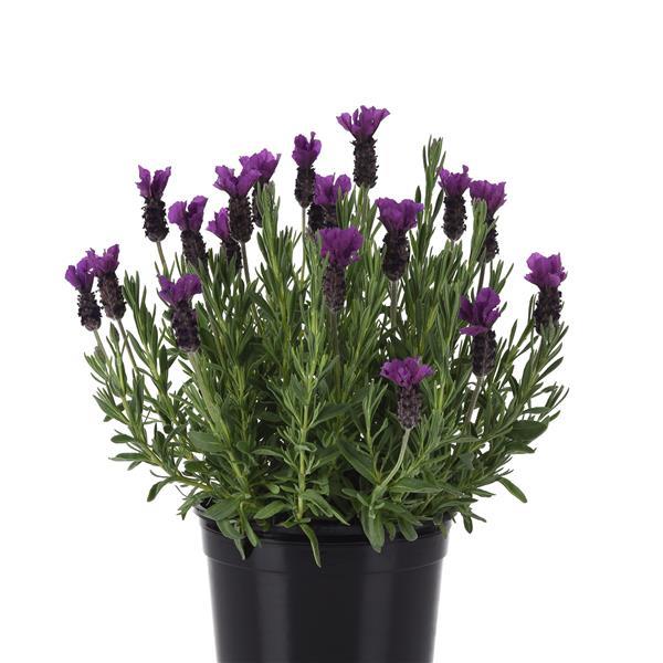 Lavandula stoechas Anouk Purple Medley - Container
