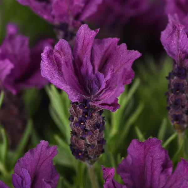 Lavandula stoechas Anouk Doublescape - Bloom