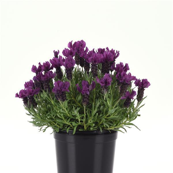 Lavandula stoechas Anouk Doublescape - Container