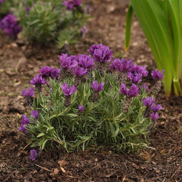 Lavandula stoechas Anouk Doublescape - Garden