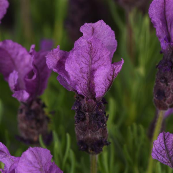 Lavandula stoechas Royal Anouk - Bloom