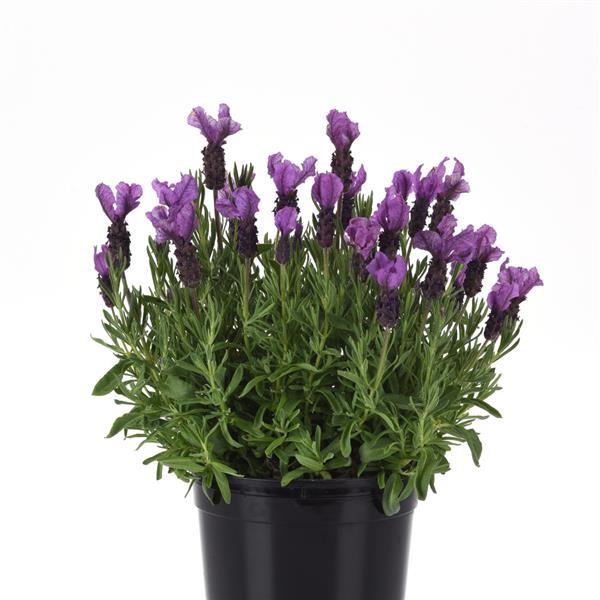 Lavandula stoechas Royal Anouk - Container