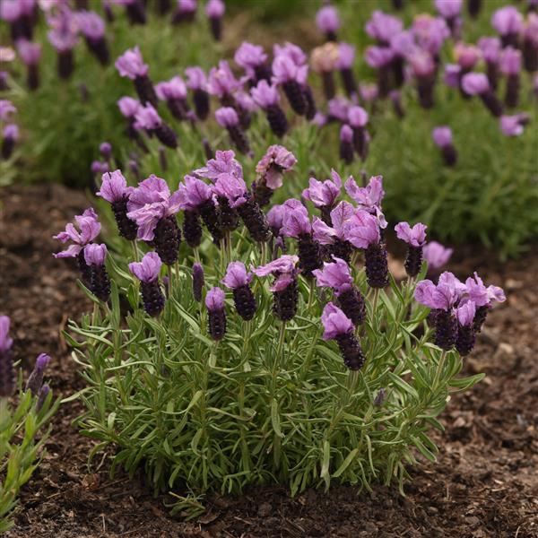 Lavandula stoechas Royal Anouk - Garden