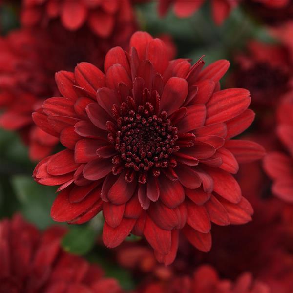 Five Alarm Red Garden Mum