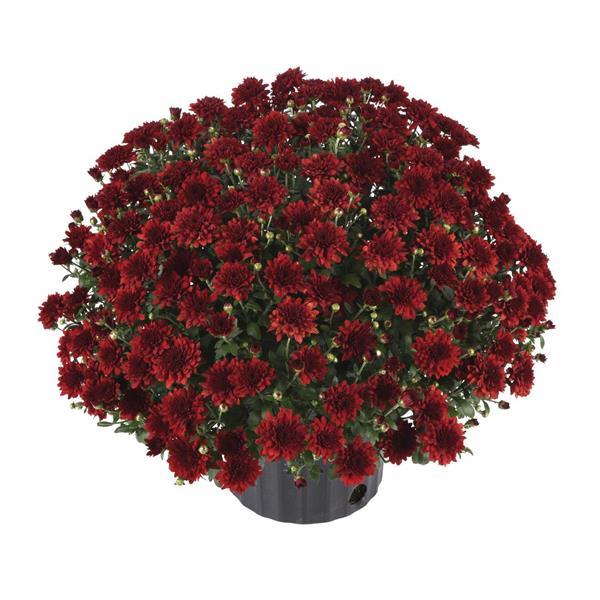 Five Alarm Red Garden Mum