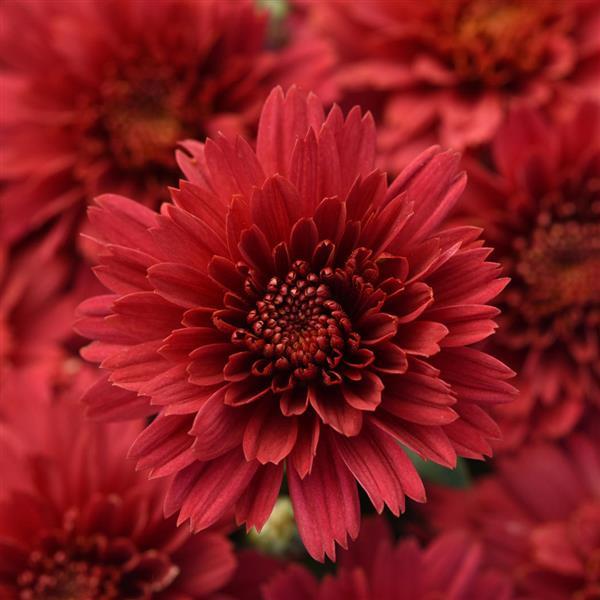 Flamingo Cranberry Red Garden Mum