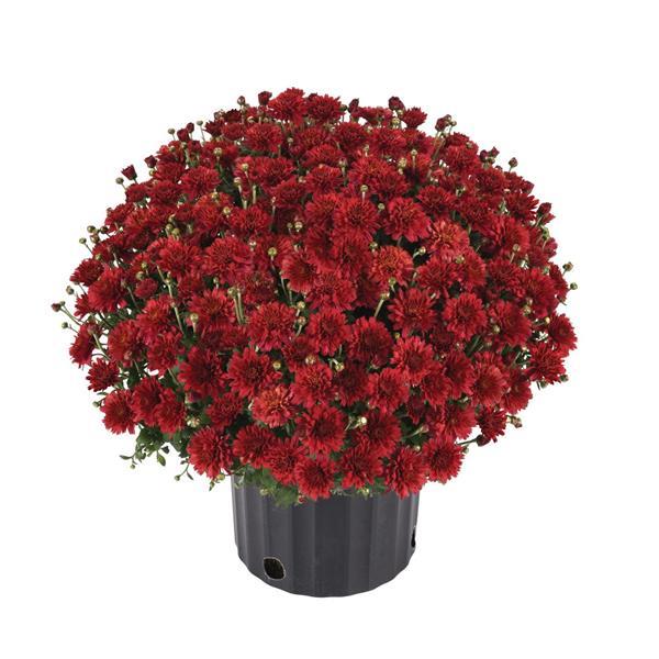 Flamingo Cranberry Red Garden Mum