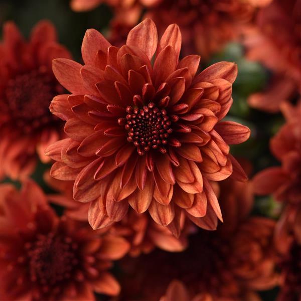 Paradiso Bronze Garden Mum