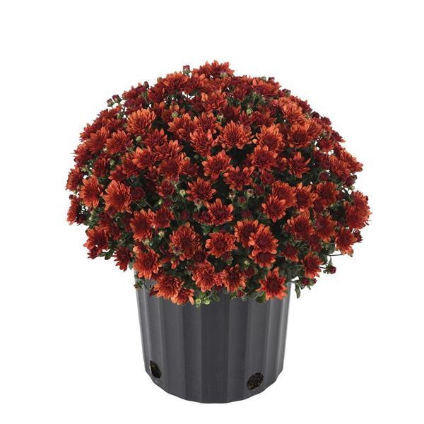 Paradiso Bronze Garden Mum
