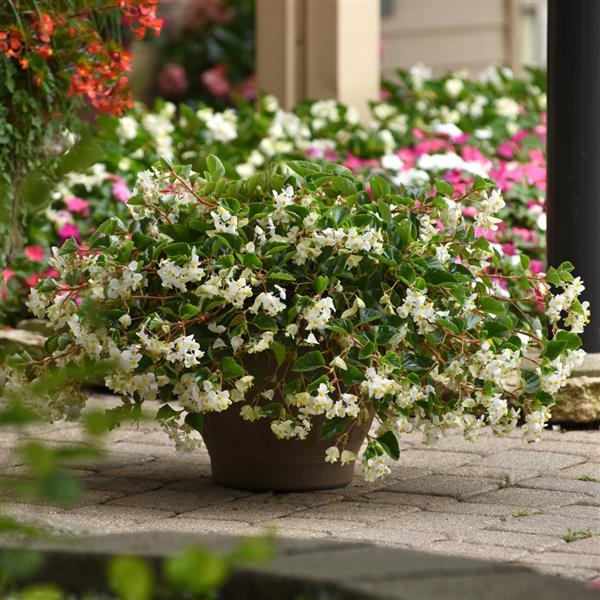 Hula™ Blush Spreading Begonia - Container