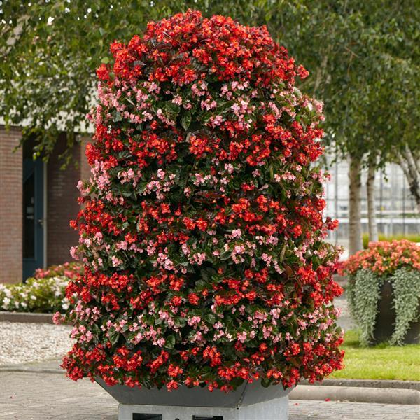 Hula™ Pink Spreading Begonia - Displays