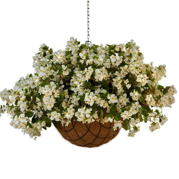 Hula™ White Spreading Begonia - Basket