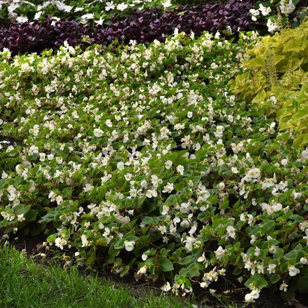Hula™ White Spreading Begonia - Commercial Landscape 1
