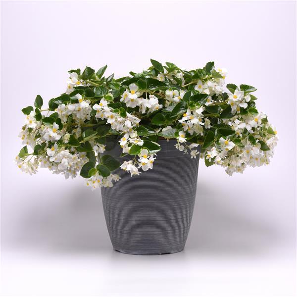 Hula™ White Spreading Begonia - Container