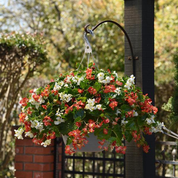 Hula™ Red and White Mixture Spreading Begonia - Basket