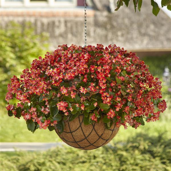 Hula™ Bicolor Red White Spreading Begonia - Basket