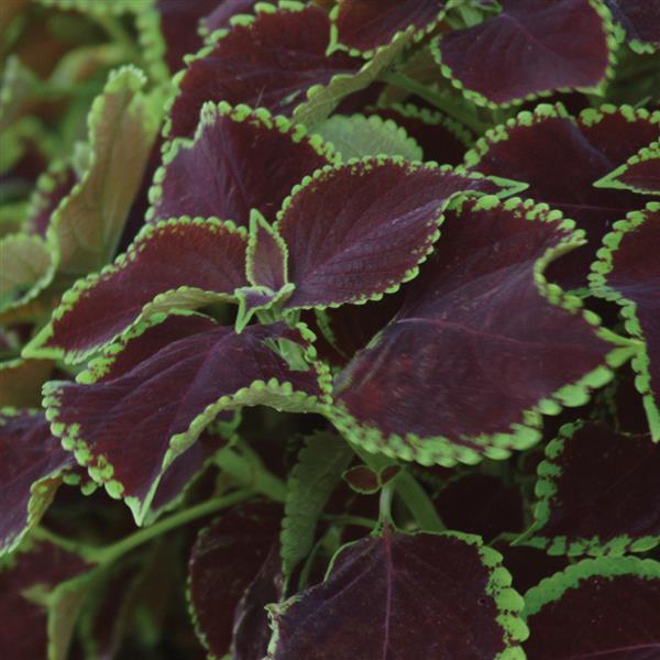Chocolate Mint Coleus, Premium Sun - Bloom