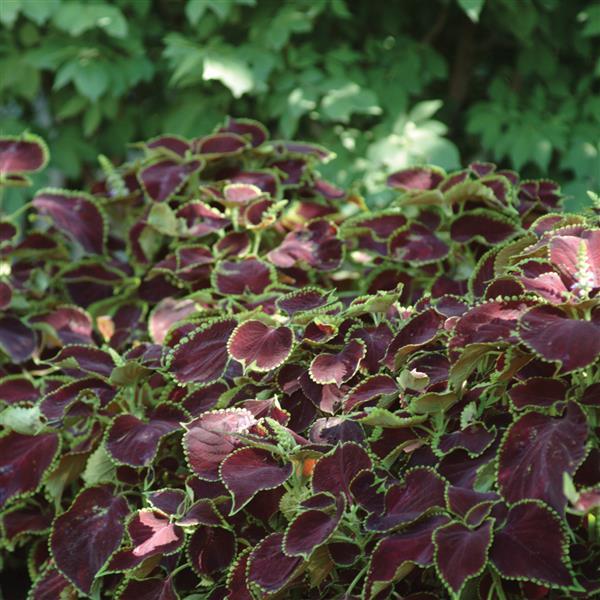 Chocolate Mint Coleus, Premium Sun - Commercial Landscape 3