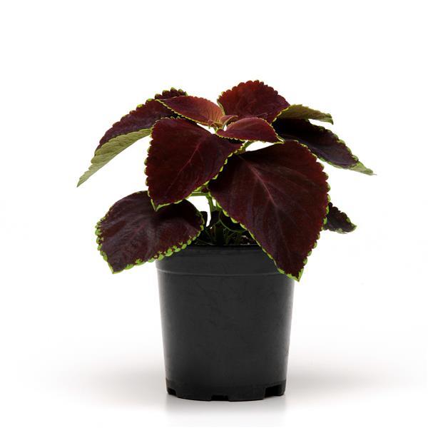 Chocolate Mint Coleus, Premium Sun - Container