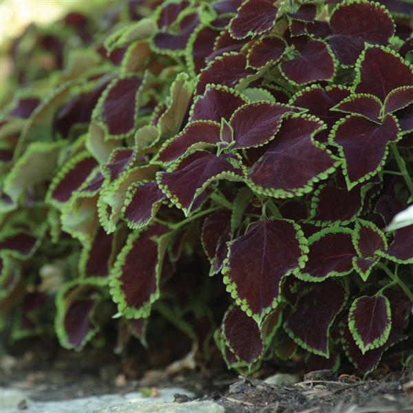 Chocolate Mint Coleus, Premium Sun - Landscape