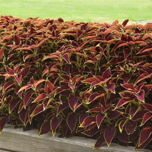 Ruby Heart Coleus, Premium Sun - Commercial Landscape 1