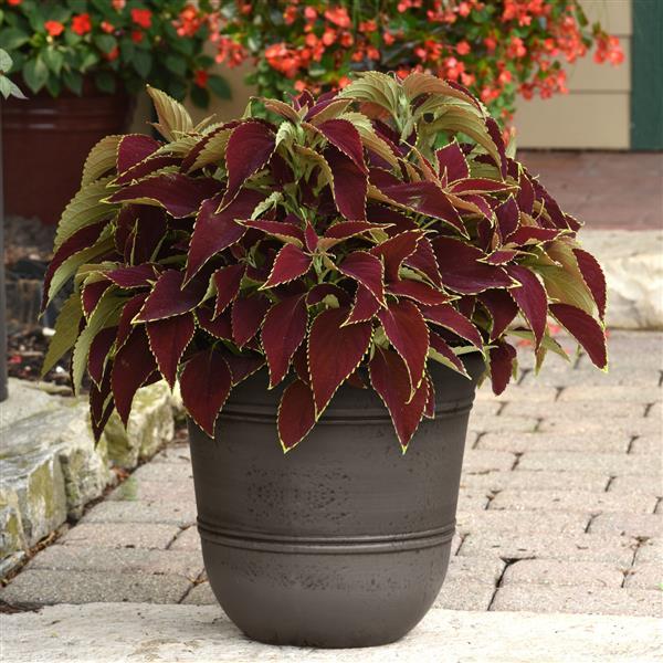 Ruby Heart Coleus, Premium Sun - Container