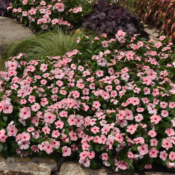 Titan-ium™ Apricot Vinca - Landscape