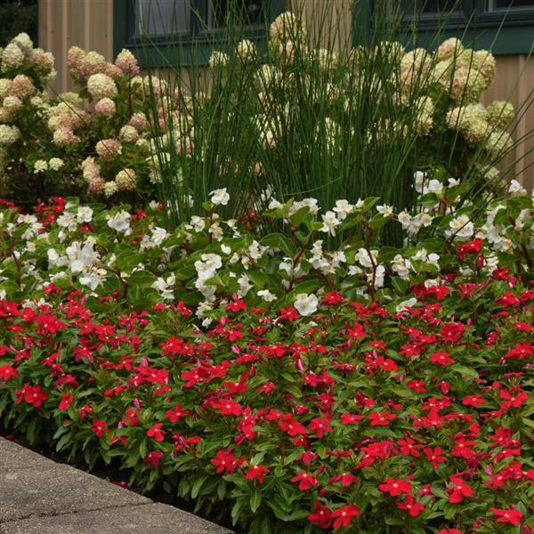 Titan-ium™ Really Red Vinca - Landscape