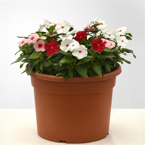 Titan-ium™ Mixture Vinca - Container