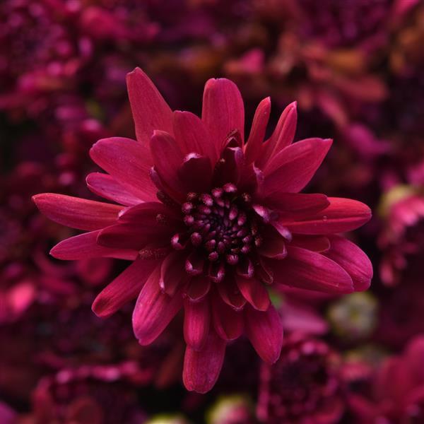 Prism Purple Garden Mum