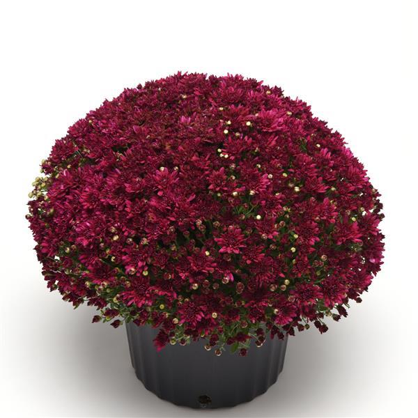 Prism Purple Garden Mum