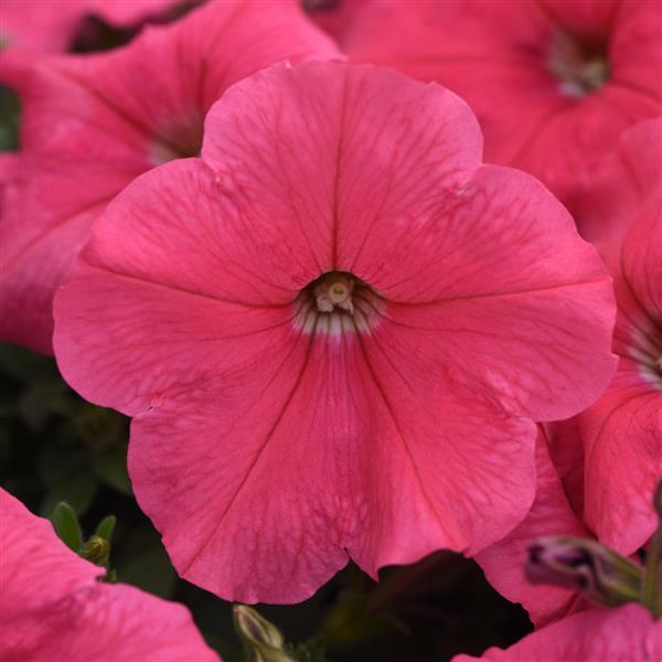 E3 Easy Wave® Coral Spreading Petunia - Bloom