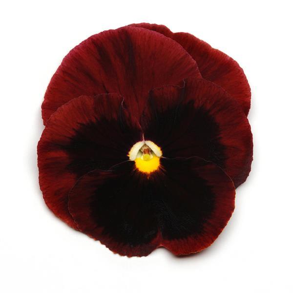 Spring Matrix™ Red Blotch Pansy - Bloom