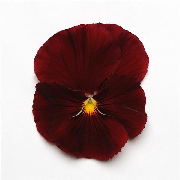 Spring Matrix™ Scarlet Pansy - Bloom