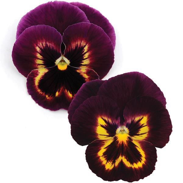 Spring Matrix™ Sangria Pansy - Bloom