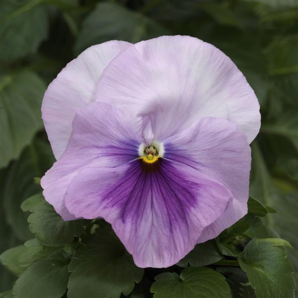 Spring Matrix™ Light Pink Shades Pansy - Bloom