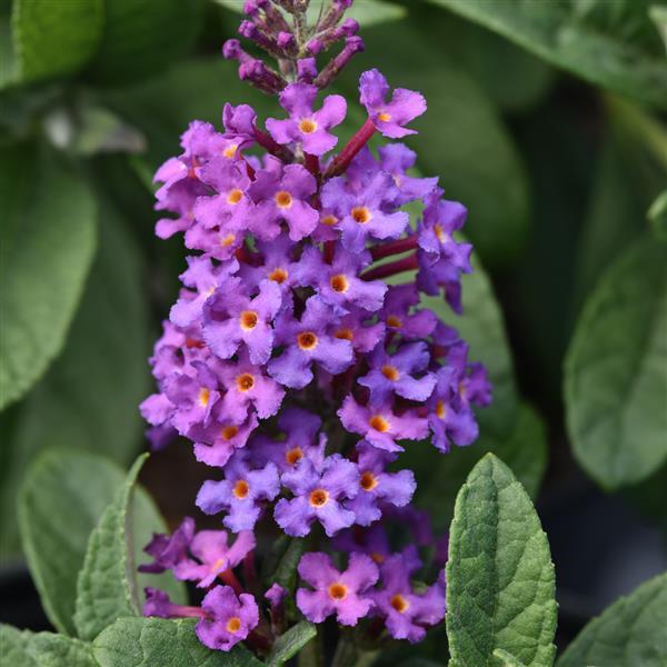 Buddleia Chrysalis™ Blue - Bloom