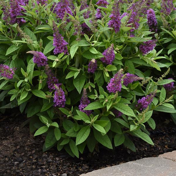 Buddleia Chrysalis™ Blue - Commercial Landscape 1