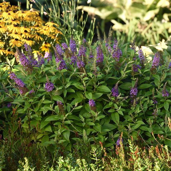 Buddleia Chrysalis™ Blue - Commercial Landscape 2