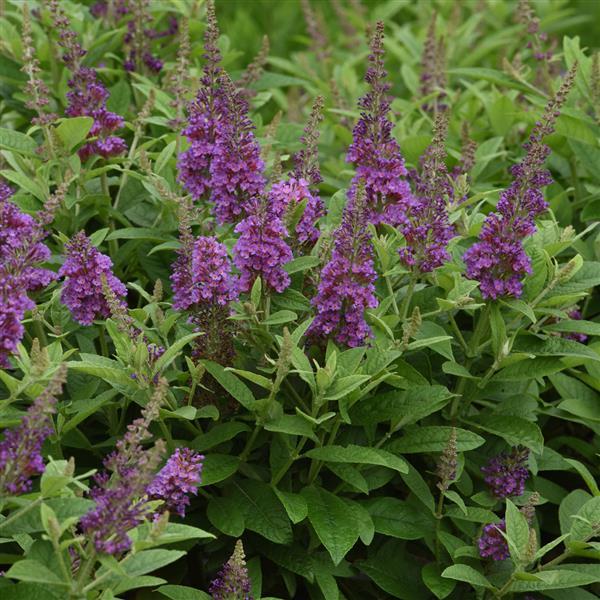 Buddleia Chrysalis™ Blue - Landscape