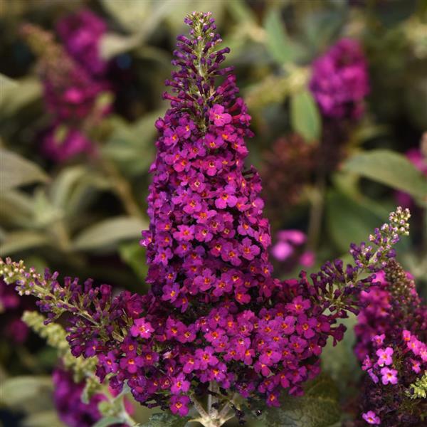 Buddleia Chrysalis™ Cranberry - Bloom