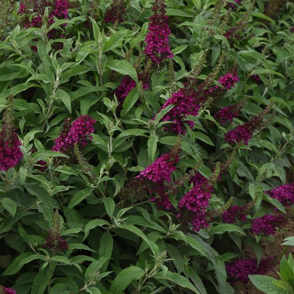 Buddleia Chrysalis™ Cranberry - Garden