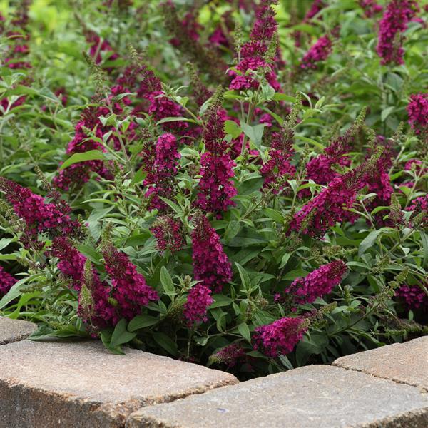 Buddleia Chrysalis™ Cranberry - Landscape